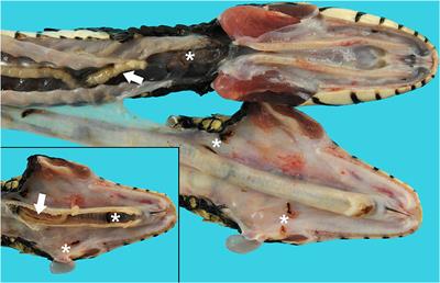 Case Report: Invasive Pentastomes, Raillietiella orientalis (Sambon, 1922), in a Free-Ranging Banded Water Snake (Nerodia fasciata) in North Central Florida, USA